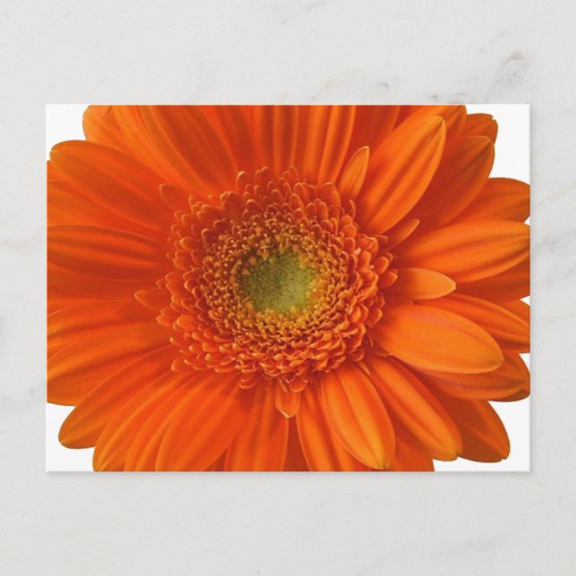 Orange Daisy Postcard (Front)