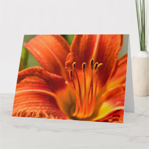 Orange Day Lily Notecard