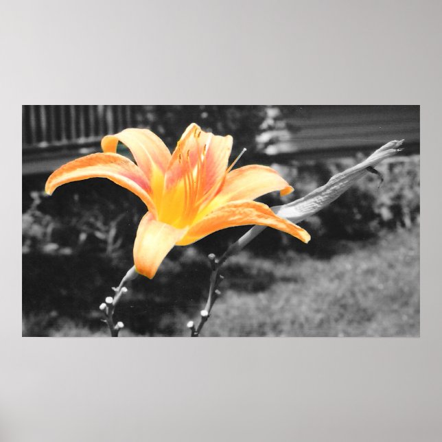 Orange Day Lily Picture Poster (Front)