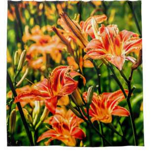 Orange Daylilies Flowers