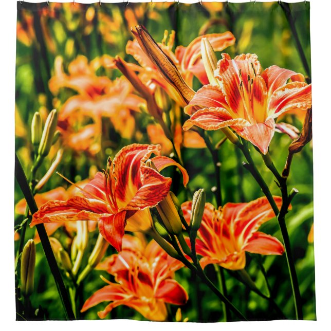 Orange Daylilies Flowers (Front)