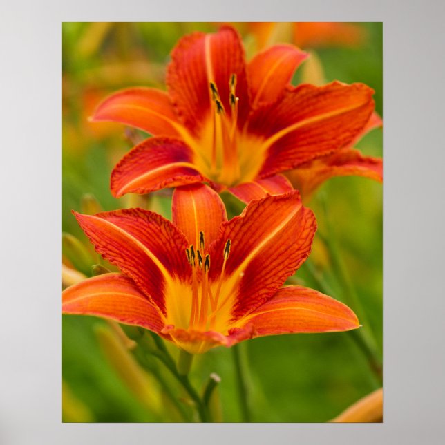 Orange Daylilies Poster Papier (Matte) (Devant)