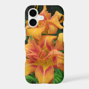 Orange Daylily Blooms