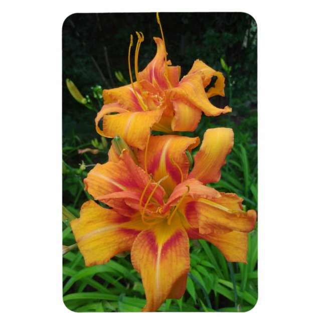 Orange Daylily Blooms Magnet (Vertical)