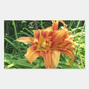 Orange Daylily Flowers Horizontal Sticker
