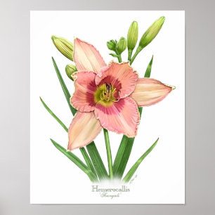 Orange Daylily Original Art Print