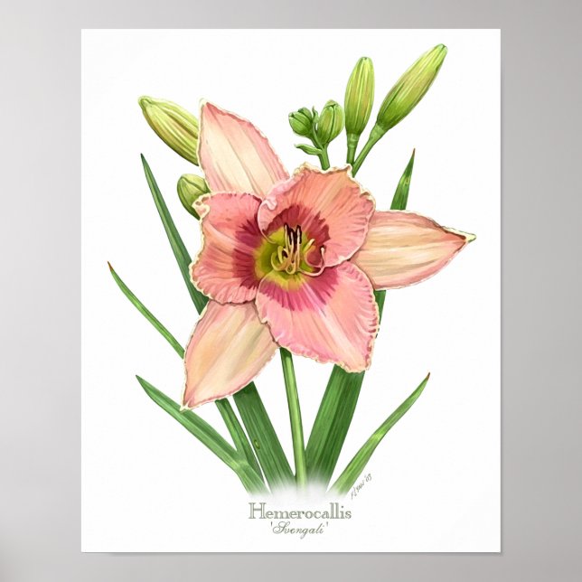 Orange Daylily Original Art Print (Front)