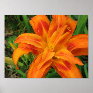 Orange DayLily Small Portfolio Print