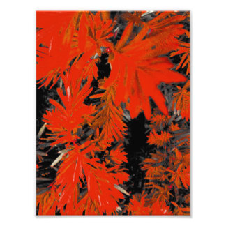 ORANGE DEED PHOTO PRINT