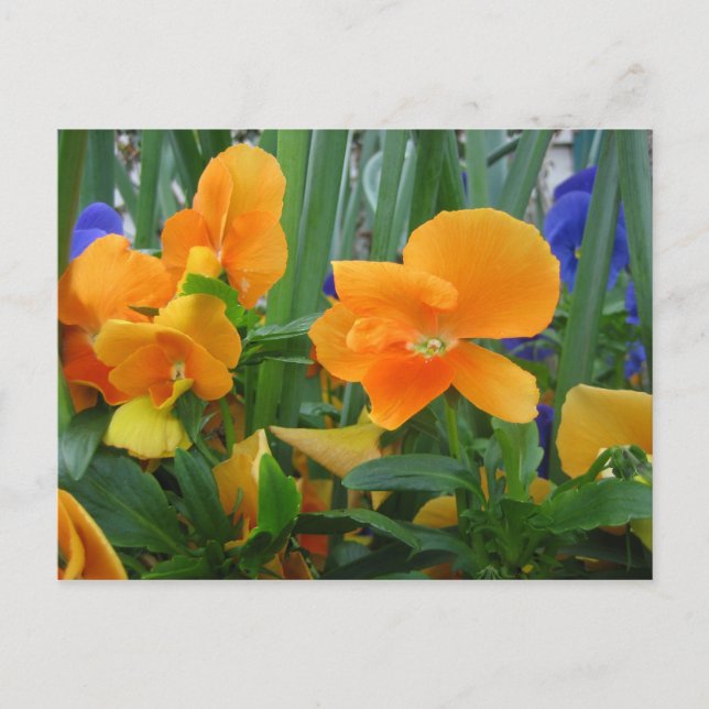 Orange Delight Postcard (Front)