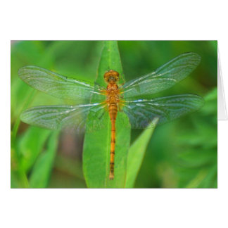 Orange Dragonfly