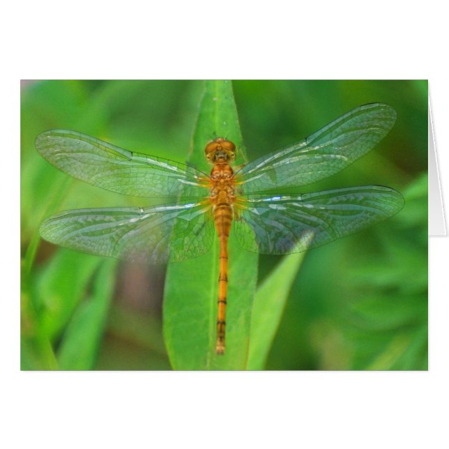 Orange Dragonfly (Front Horizontal)