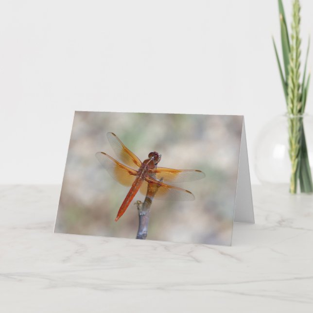 Orange Dragonfly Blank Card (Front)