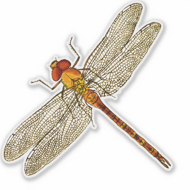 Orange Dragonfly Contour (Front)