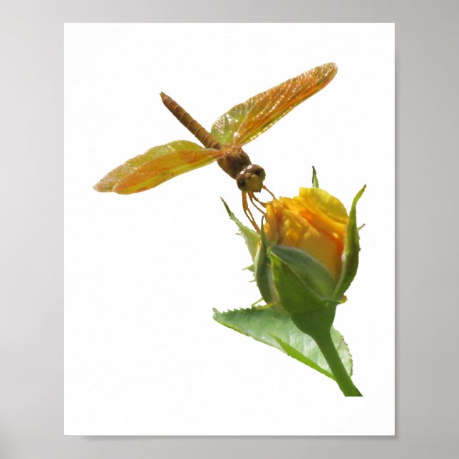 Orange Dragonfly on Yellow Rosebud Poster (Front)