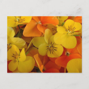 Orange et Jaune Johnny Jump Up Carte postale