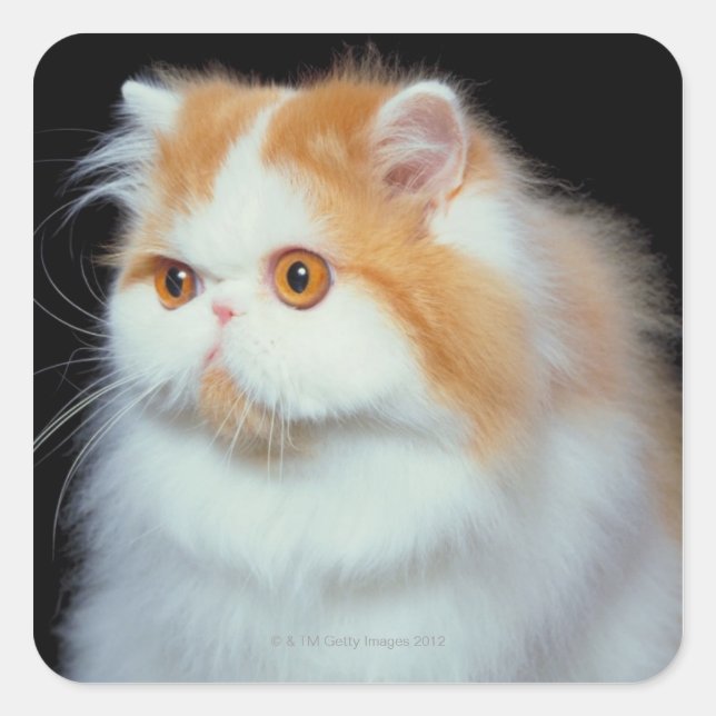 Orange Eyed and Cute Cat Square Sticker (Front)