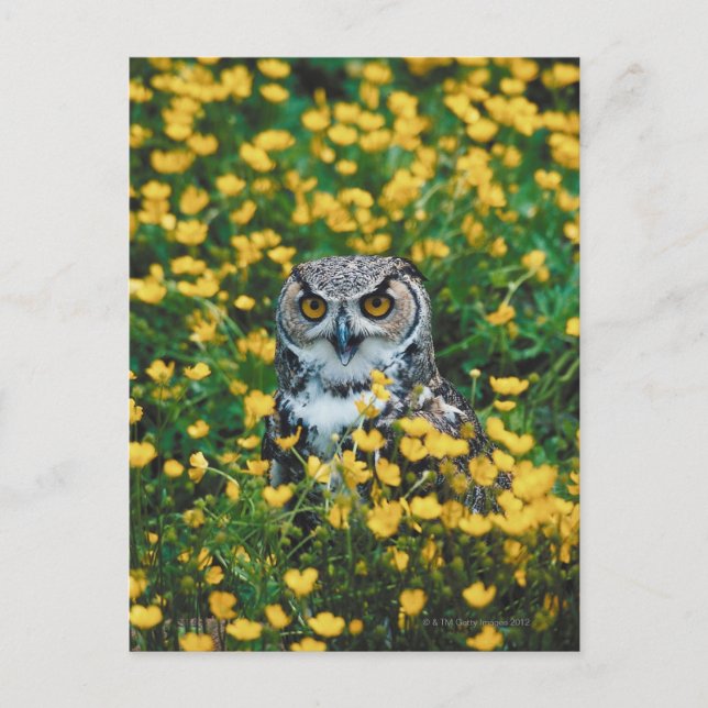 Orange Eyed Owl in Meadow of Flowers Postcard (Front)