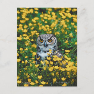 Orange Eyed Owl in Meadow of Flowers Postcard