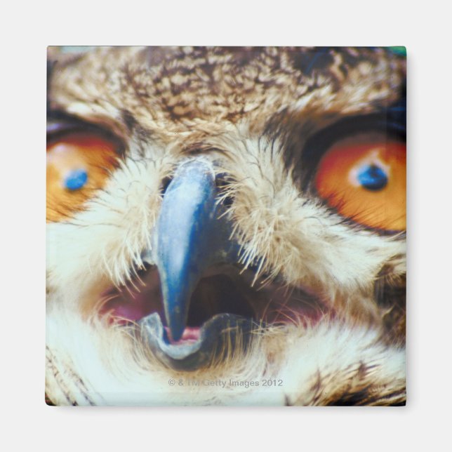 Orange Eyed Owl Magnet (Front)