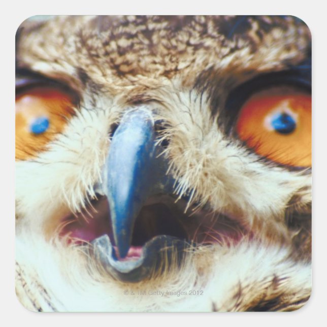Orange Eyed Owl Square Sticker (Front)