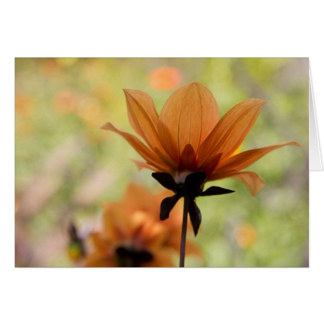 Orange Flower (Front Horizontal)