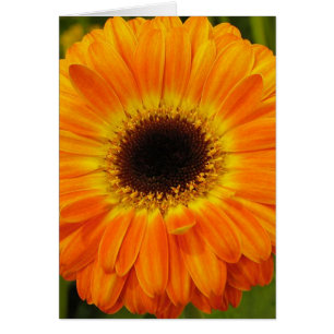 Orange Flower