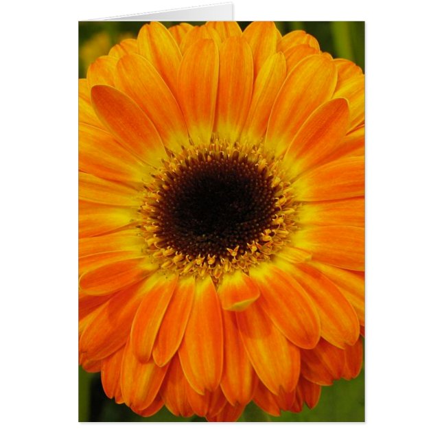 Orange Flower (Front)