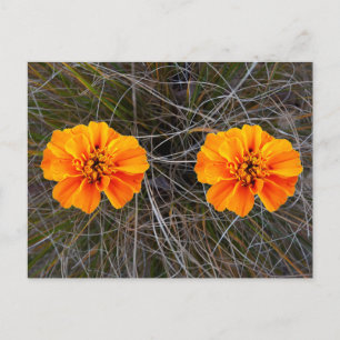 Orange flower art postcard