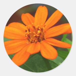 Orange Flower Classic Round Sticker