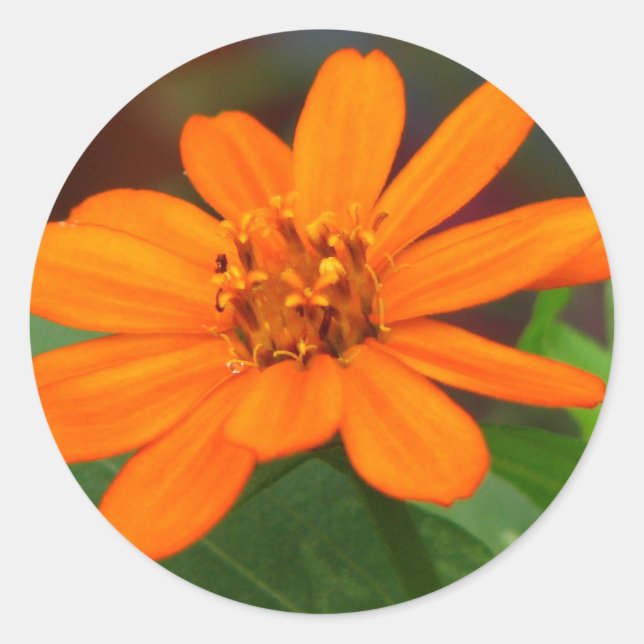 Orange Flower Classic Round Sticker (Front)