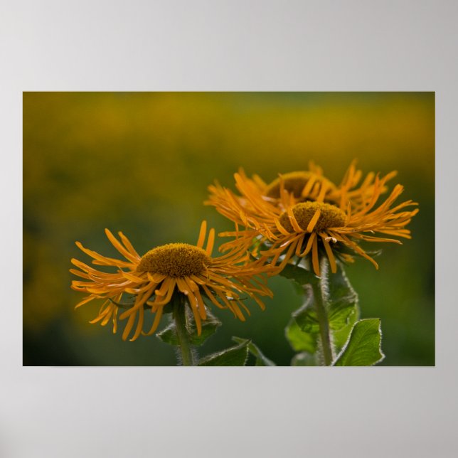 Orange flower heads Inula Orientalis CC0023 Poster (Front)