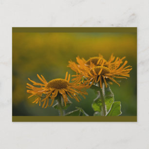 Orange flower heads Inula Orientalis CC0024 Postcard