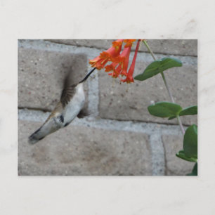Orange flower Hummingbird Postcard