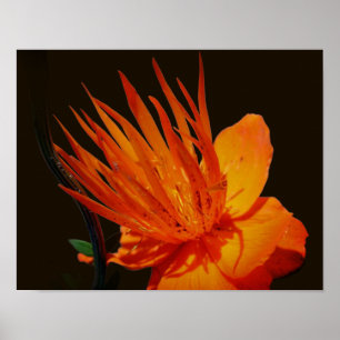 Orange Flower In Sunshine Floral Poster