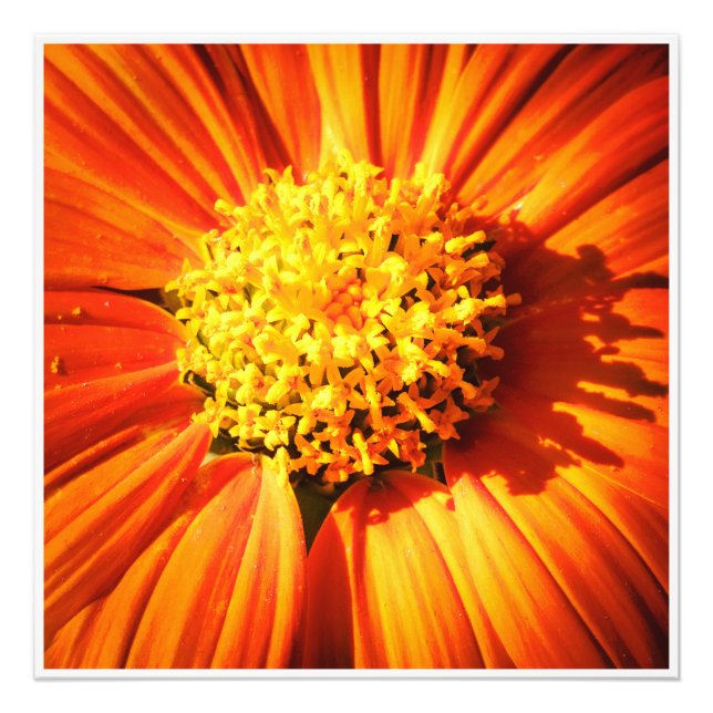 Orange Flower Macro Wall Art Botanical Print Photo (Front)