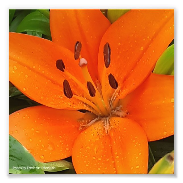 Orange Flower Photo Print (Front)