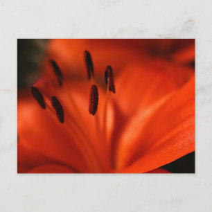 Orange Flower Postcard