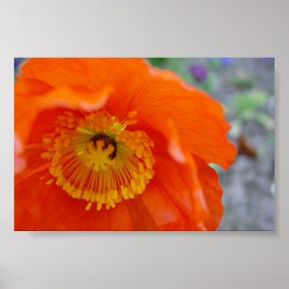 Orange Flower Poster