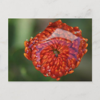 Orange flower with a pool postcard
