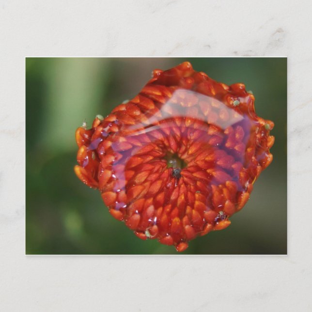 Orange flower with a pool postcard (Front)