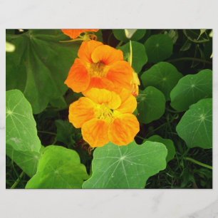 Orange flowers
