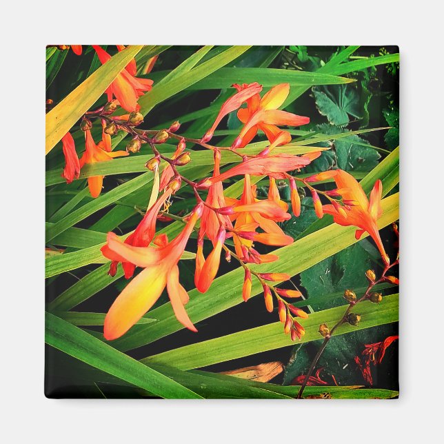 Orange flowers magnet (Front)