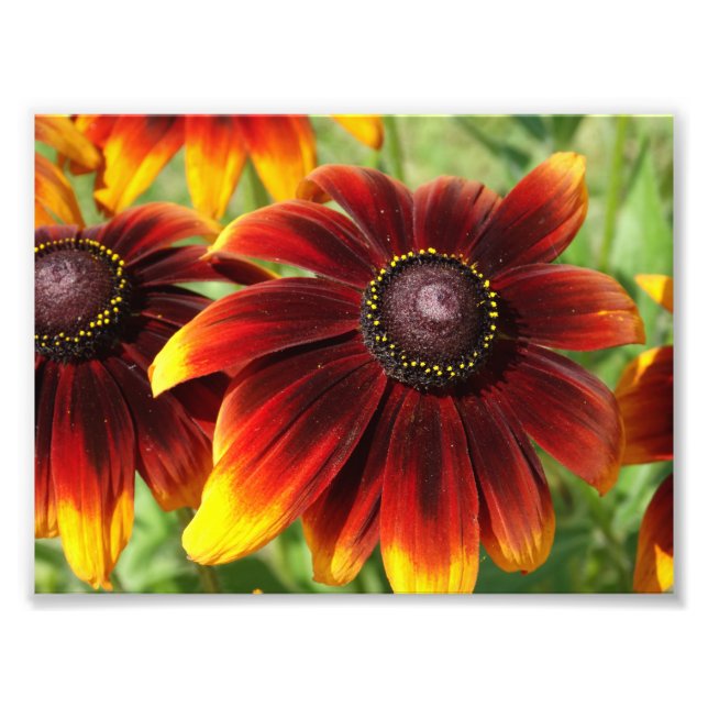 Orange Flowers Photography , Kodak Professional Photo Print (Front)