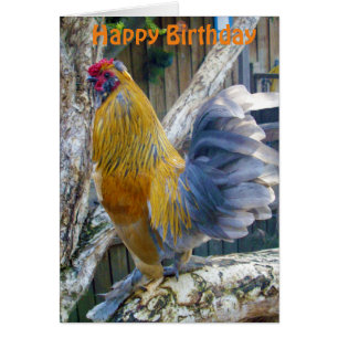Orange Fluffy Proud Rooster, Birthday Card