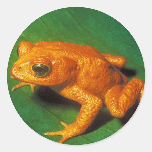 Orange Frog Classic Round Sticker (Front)