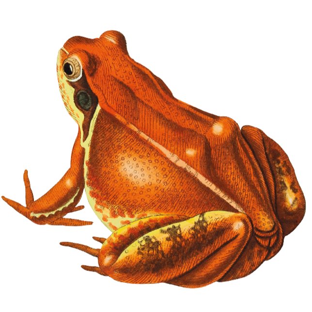 Orange Frog Wrapping Paper (Creator Uploaded)