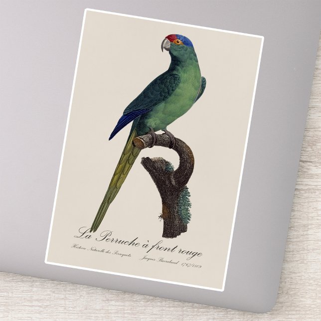 Orange-Fronted Parakeet, Eupsittula Canicularis (Orange-Fronted Parakeet, Eupsittula Canicularis. Sticker)