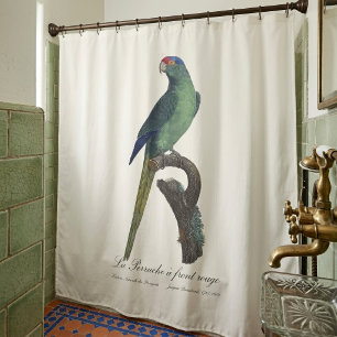 Orange-Fronted Parakeet, Eupsittula Canicularis