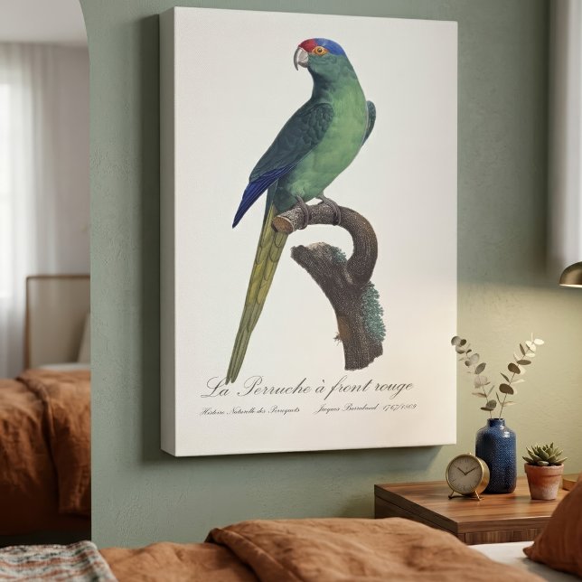 Orange-Fronted Parakeet, Eupsittula Canicularis Canvas Print (Orange-Fronted Parakeet, Eupsittula Canicularis. Canvas Print)